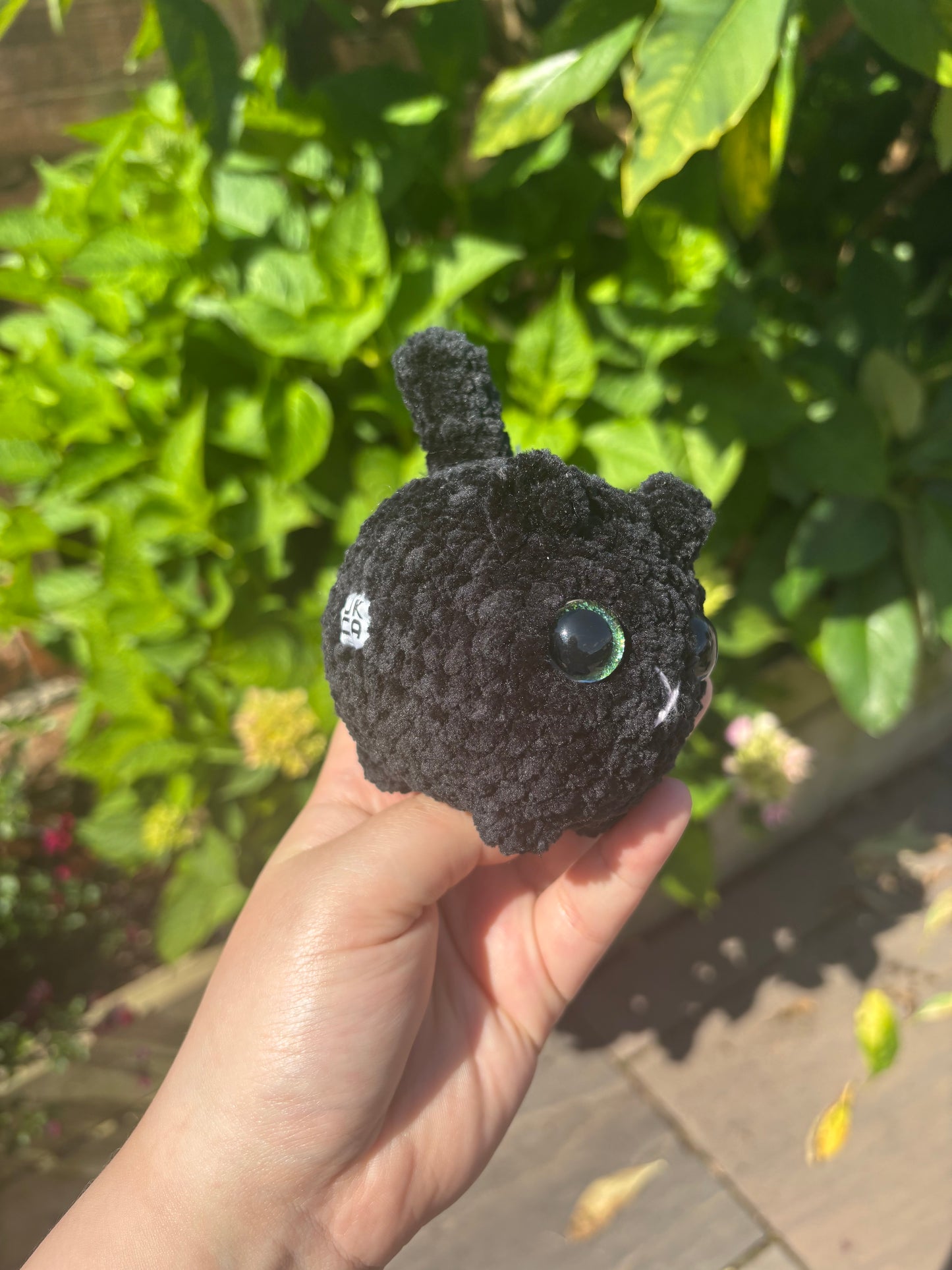 Black cat