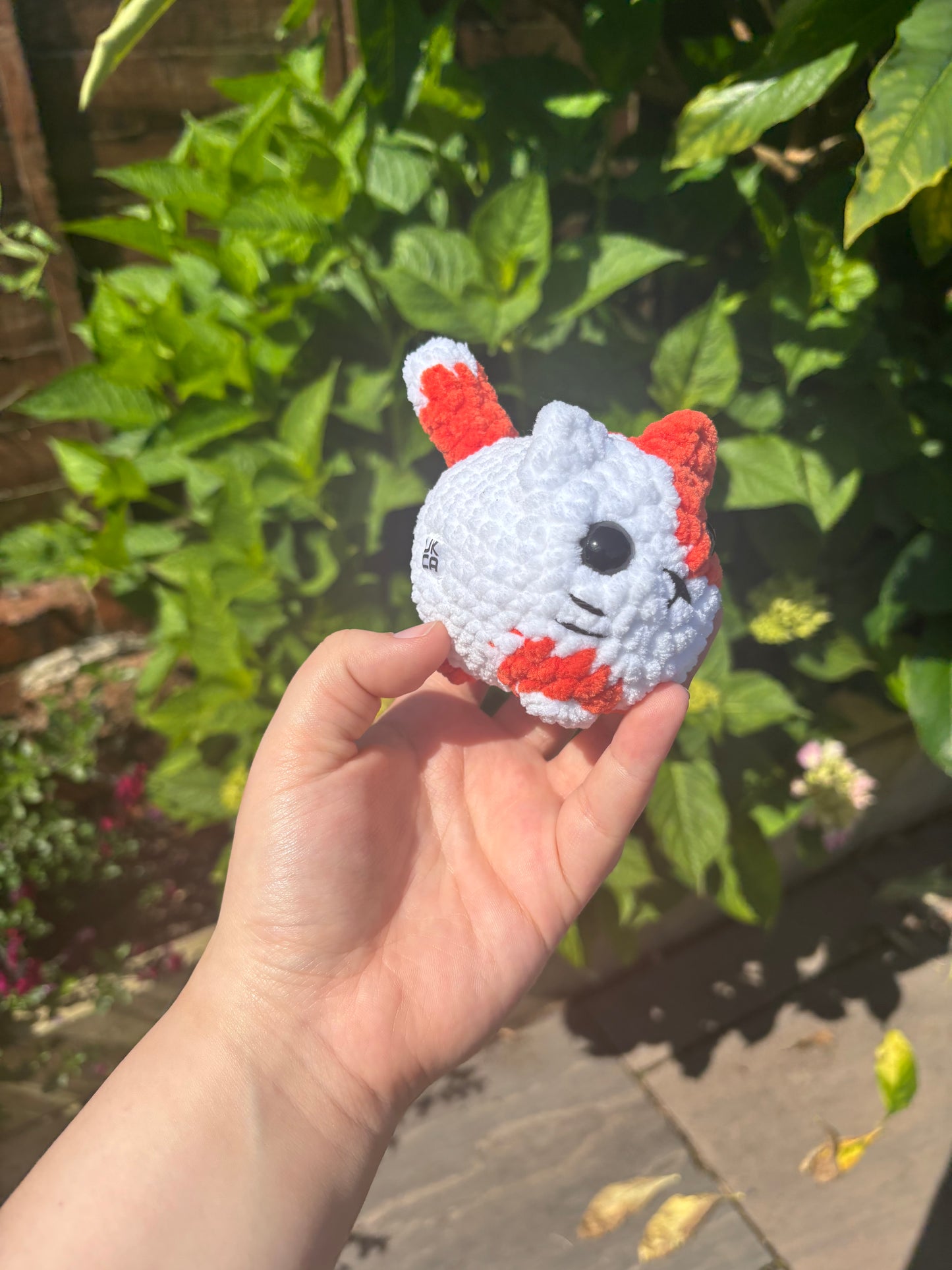 White and orange cat