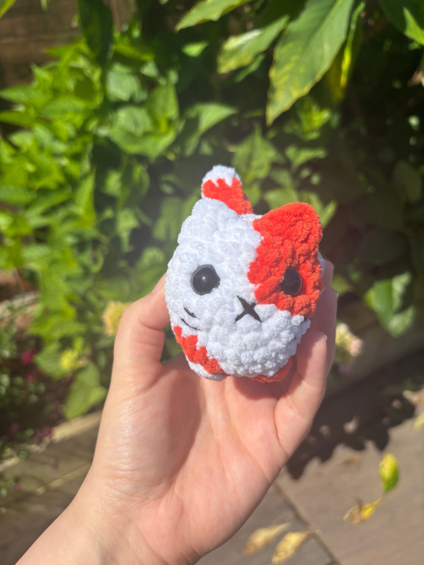 White and orange cat